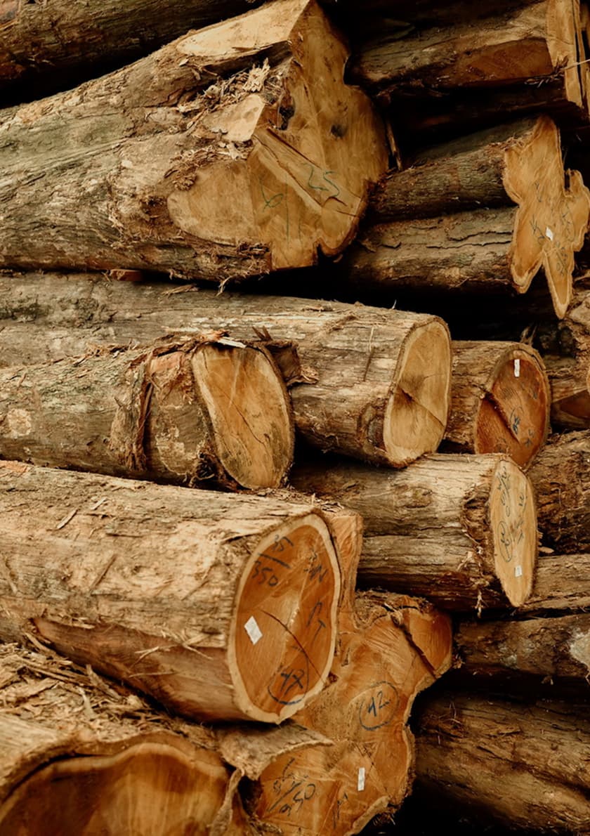 Certified timber in the sawmill